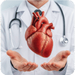 Cardiologist holding 3D heart model